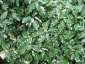 Japanese Ivy Crème de Menthe / Hedera rhombea 